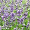Lavender Angustifolia Essence Purple 2 Lavender Angustifolia Essence Purple -Plants Sales Store LAVE ESSENCEPU KA5700