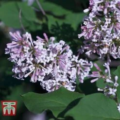 Lilac Fragrant Trio Collection -Plants Sales Store LILA KB0629 B1