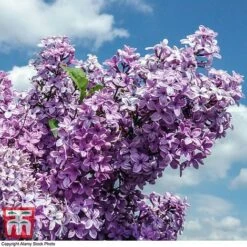 Lilac Fragrant Trio Collection -Plants Sales Store LILA KB0631 B1