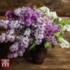 Lilac Fragrant Trio Collection -Plants Sales Store LILA KB0632 A