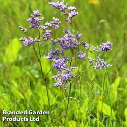 Limonium Gmelinii 7 Limonium Gmelinii -Plants Sales Store LIMO GMELINII W392621