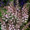 Linaria Purpurea 'Canon Went' 1 Linaria Purpurea 'Canon Went' -Plants Sales Store LINA T64332 A h