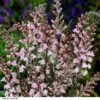 Linaria Purpurea 2 Linaria Purpurea -Plants Sales Store LINA CANONJWEN H33454