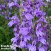 Lobelia Speciosa Fan Blue -Plants Sales Store LOBE FANBLUE1