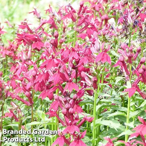 Lobelia Speciosa Fan Burgundy 3 Lobelia Speciosa Fan Burgundy