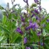 Lobelia Vedrariensis -Plants Sales Store LOBE VEDRARIEN1