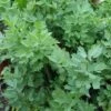 Lovage 1 Lovage -Plants Sales Store LOVA T58400 A h