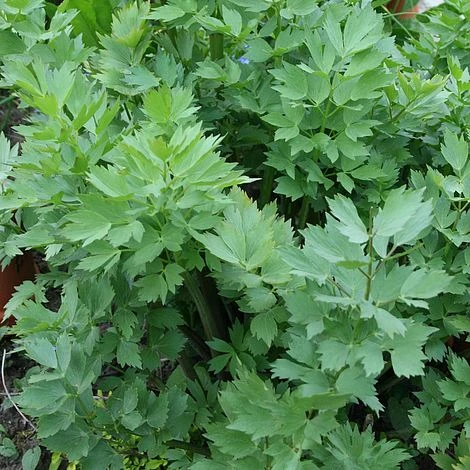 Lovage 3 Lovage