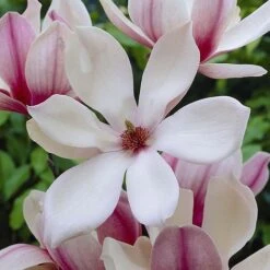 Magnolia 'Red Lucky' (Standard) -Plants Sales Store MAGN P86730 A h