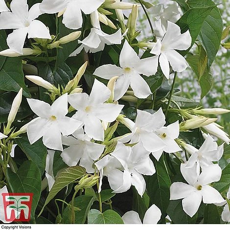Mandevilla Sanderi 'Bloom Bells® White' 4 Mandevilla Sanderi 'Bloom Bells® White' - Image 2