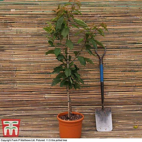 Prunus 'Snow Showers' 4 Prunus 'Snow Showers' - Image 2