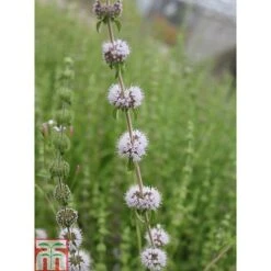 Mentha Pulegium (Marginal Aquatic) 7 Mentha Pulegium (Marginal Aquatic) -Plants Sales Store MENT T78348 C h