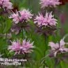 Monarda 'Beauty Of Cobham' 1 Monarda 'Beauty Of Cobham' -Plants Sales Store MON 64420 A