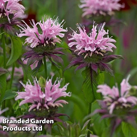 Monarda 'Beauty Of Cobham' 3 Monarda 'Beauty Of Cobham'