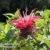 Monarda 'Croftway Pink' 1 Monarda 'Croftway Pink' -Plants Sales Store MONA 64424 A