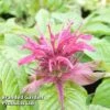 Monarda 'Mahogany' 1 Monarda 'Mahogany' -Plants Sales Store MONA KA5873 A