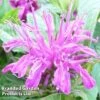 Monarda Didyma 'Balmy Lilac' 2 Monarda Didyma 'Balmy Lilac' -Plants Sales Store MONA KC9170 A