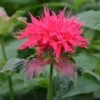 Monarda 'Pink Supreme' 1 Monarda 'Pink Supreme' -Plants Sales Store MONA T64436 A h
