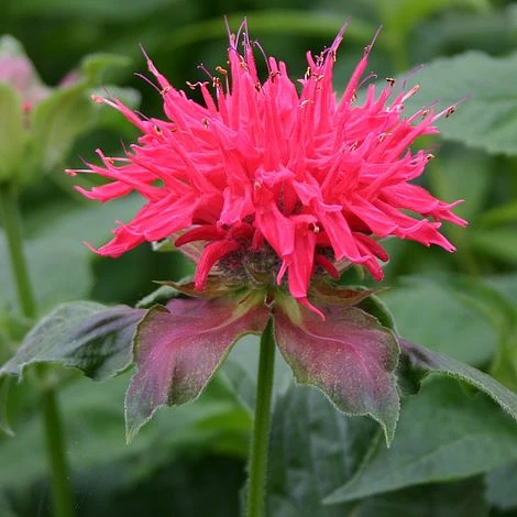 Monarda 'Pink Supreme' 3 Monarda 'Pink Supreme'