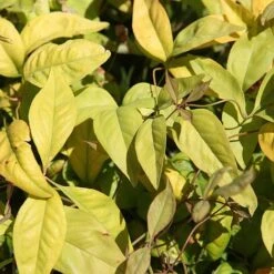 Nandina Domestica 'Fire Power' 6 Nandina Domestica 'Fire Power' -Plants Sales Store NAND T74144 A h