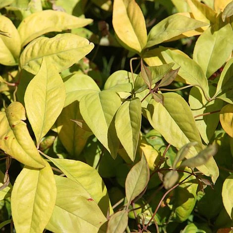 Nandina Domestica 'Fire Power' 4 Nandina Domestica 'Fire Power' - Image 2