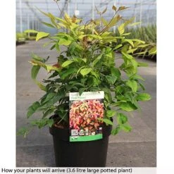 Nandina Domestica 'Fire Power' 7 Nandina Domestica 'Fire Power' -Plants Sales Store NAND T74144 B h