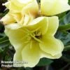 Oenothera 'Apricot Delight' -Plants Sales Store OENO KC9120 A