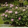 Peony 'Pink Double Dandy' 2 Peony 'Pink Double Dandy' -Plants Sales Store PAEO DOUBLEDAN W30388