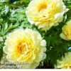 Peony 'Sonoma YeDo' 2 Peony 'Sonoma YeDo' -Plants Sales Store PAEO SONOMAYED W30390