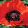 Poppy 'Beauty Of Livermere' 2 Poppy 'Beauty Of Livermere' -Plants Sales Store PAPA T64460 A h