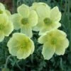 Poppy 'Pacino' 1 Poppy 'Pacino' -Plants Sales Store PAPA T64466 A h