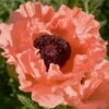 Poppy 'Victoria Louise' 1 Poppy 'Victoria Louise' -Plants Sales Store PAPA T64478 A h