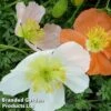 Alpine Poppy Mixed 1 Alpine Poppy Mixed -Plants Sales Store PAPA ALPINUMMI1