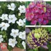 Perfect Patio Collection -Plants Sales Store PATI MSE A