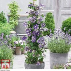 Perfect Patio Collection 13 Perfect Patio Collection -Plants Sales Store PATI MSE D