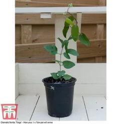 Perfect Patio Collection 16 Perfect Patio Collection -Plants Sales Store PATI MSE G