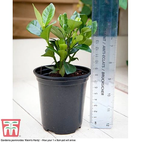 Perfect Patio Collection 7 Perfect Patio Collection - Image 5