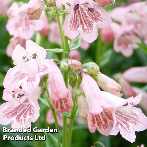 Penstemon 'Pink Bedder' 4 Penstemon 'Pink Bedder' - Image 2