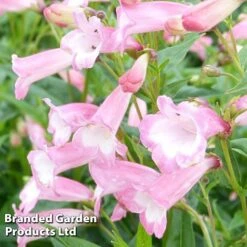 Penstemon 'Pink Bedder' 7 Penstemon 'Pink Bedder' -Plants Sales Store PENS KC9125 C