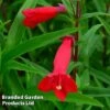Penstemon 'Windsor Red' 2 Penstemon 'Windsor Red' -Plants Sales Store PENS KC9127 A