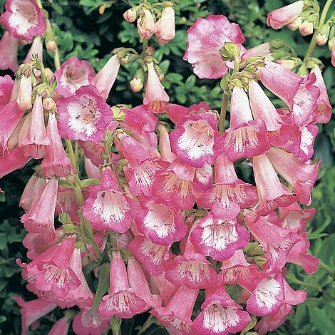 Penstemon 'Appleblossom' 4 Penstemon 'Appleblossom' - Image 2