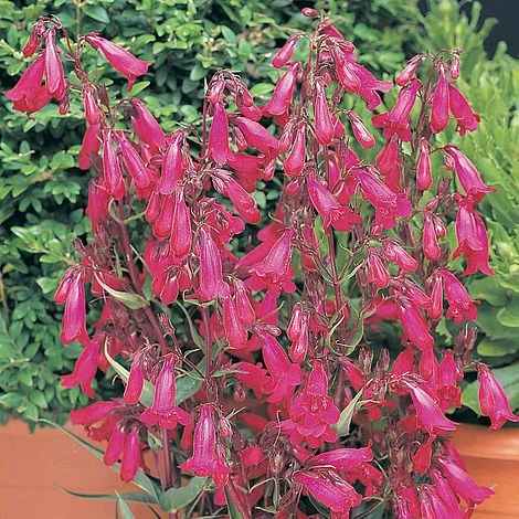 Penstemon 'Garnet' 4 Penstemon 'Garnet' - Image 2