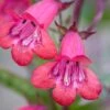 Penstemon 'Garnet' 2 Penstemon 'Garnet' -Plants Sales Store PENS T64498 B h