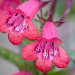 Penstemon 'Garnet'