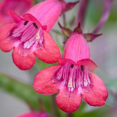Penstemon 'Garnet' 3 Penstemon 'Garnet'