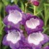 Penstemon 'Pensham Czar' 2 Penstemon 'Pensham Czar' -Plants Sales Store PENS T64512 A h