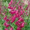 Penstemon 'Pensham Just Jayne' 2 Penstemon 'Pensham Just Jayne' -Plants Sales Store PENS T64514 A h