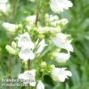 Penstemon 'Pensham Arctic Fox' 2 Penstemon 'Pensham Arctic Fox' -Plants Sales Store PENS ARCTICFOX1