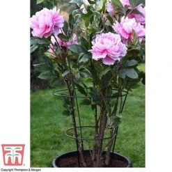 Peony & Herbaceous Plant Frame 6 Peony & Herbaceous Plant Frame -Plants Sales Store PEON KA9263 C