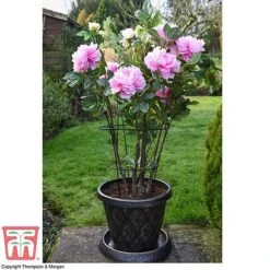 Peony & Herbaceous Plant Frame 7 Peony & Herbaceous Plant Frame -Plants Sales Store PEON KA9263 D